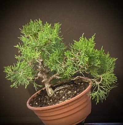 Genévrier pfitzeriana