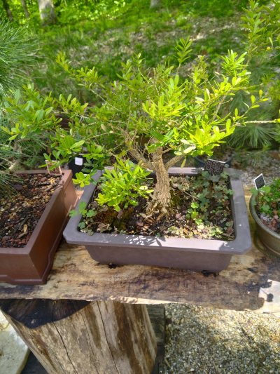 Boxwood
