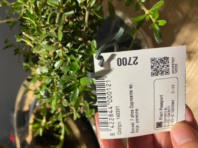 Coprosma