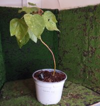 পুনরায় রোপণ - ৫/৩/২৬ - Photo 1/1