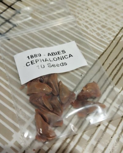 Пихта греческая семена