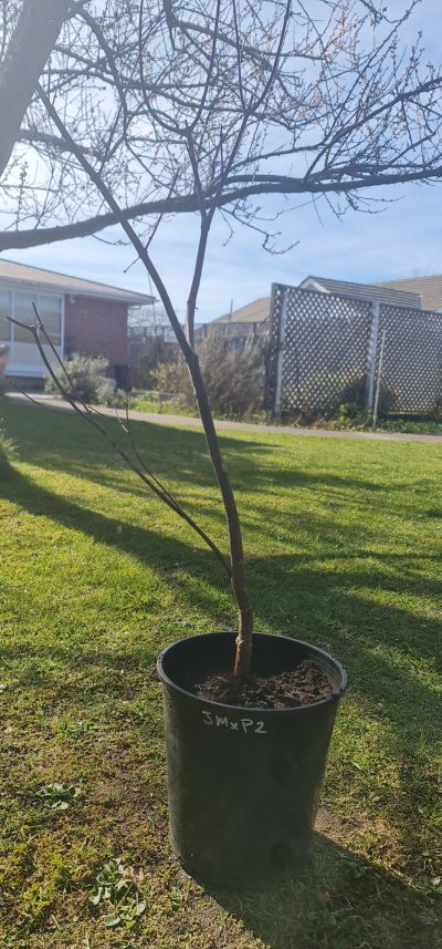 Unknown Maple 2