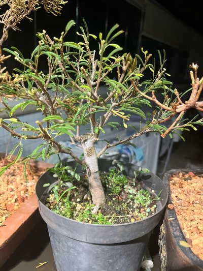 CALIANDRA