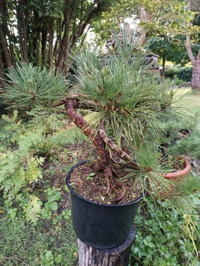 Pinus thunbergii 057