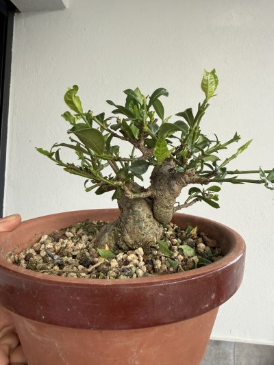 Gardenia 1