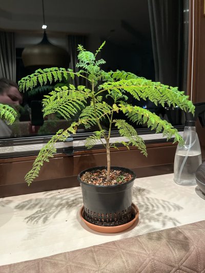 Wistolphia