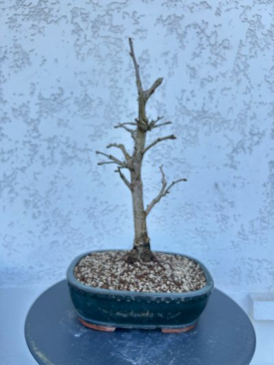Gingko biloba