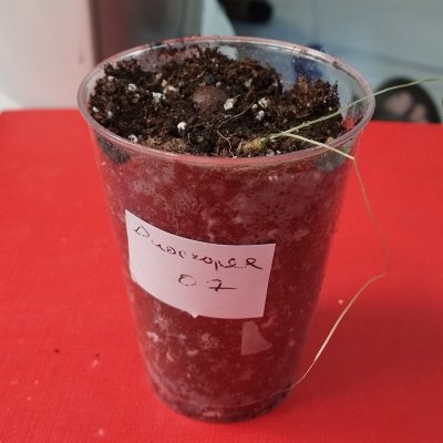 Диоскорея слоновая (Dioscorea elephantipes) 🪴 ДСл07