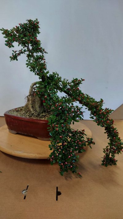 Cotoneaster horisontalis