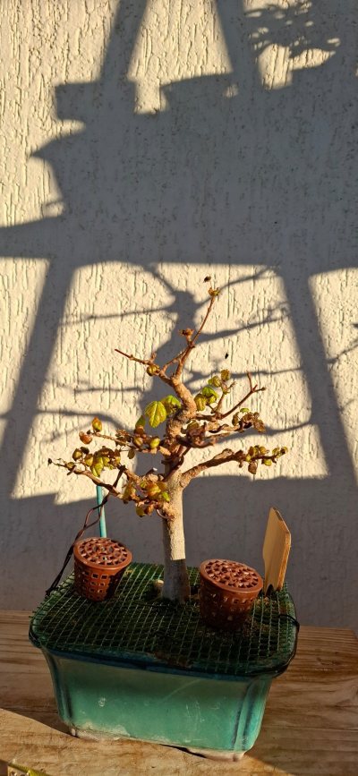 Erable de Burger shohin