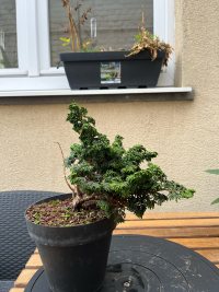 Beschneiden und Drahten - 03.11.25 - Photo 1/4