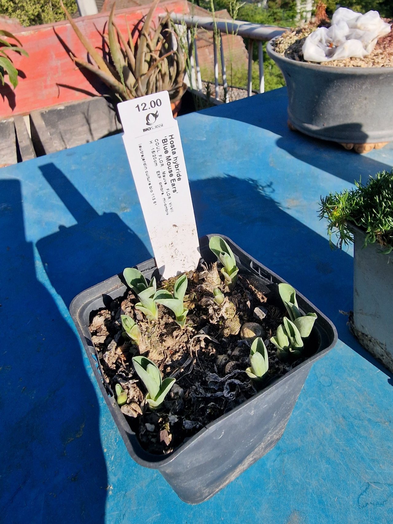 Photo 14
