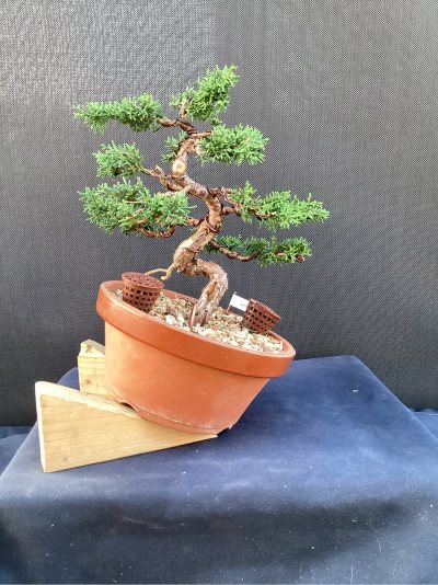 Juniperus Club MF