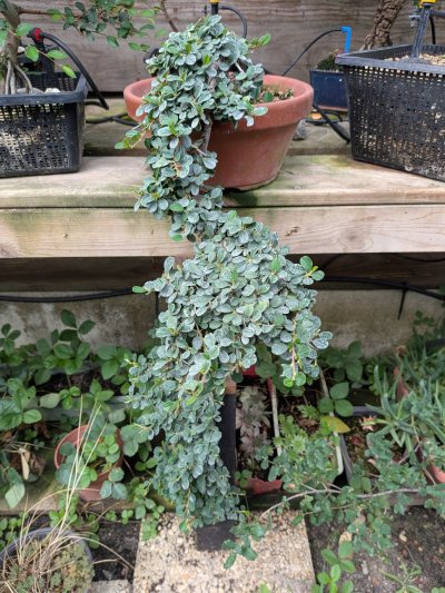 Cotoneaster chute du Niagara