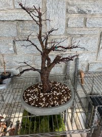 Trasplante - 7/3/26 - Photo 1/1