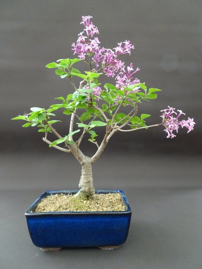 Shohin Lilas