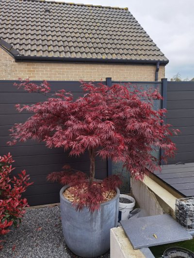 Acer palmatum