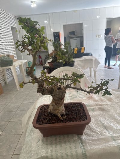 Castanhinho