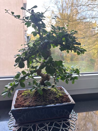 Marsel's Bonsai