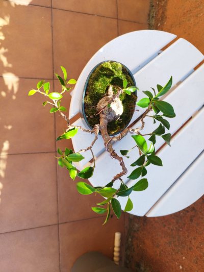 Ficus 1