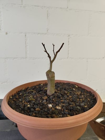 Hainbuche Prototyp