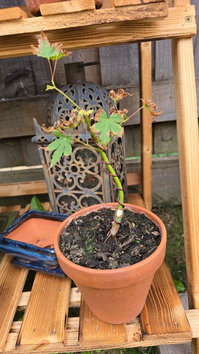 Japanese Maple
