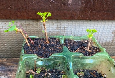Gingko trio 01