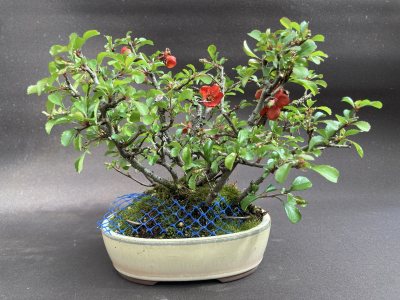 Shohin Cognassier du Japon Chojubai