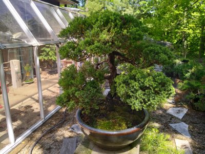 Precumbans juniper, large twisted upright