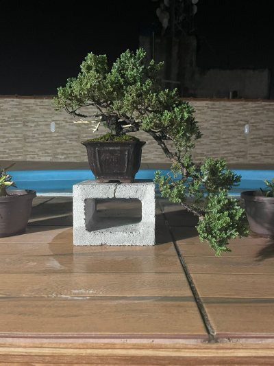 Juniperos Procumbes