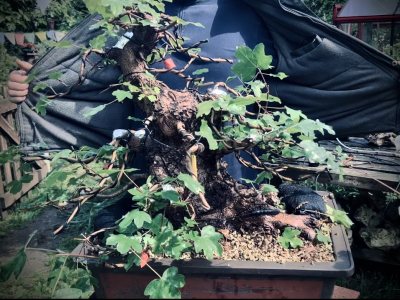 Bonsai