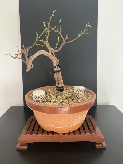 Ficus Benjamina