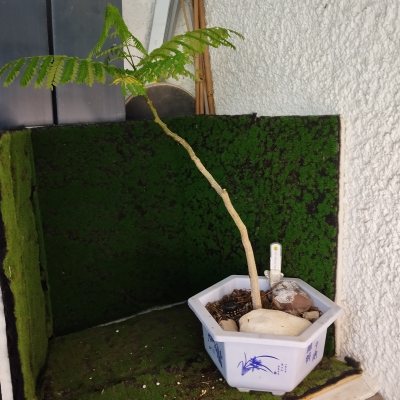 Делоникс королевский 🌳 ДКо02