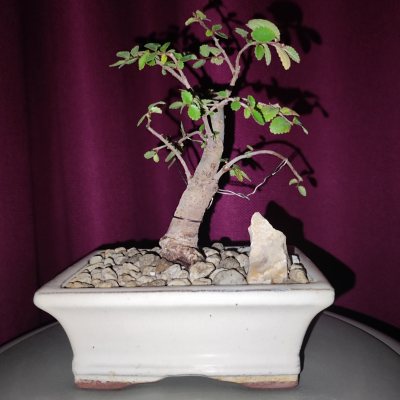 Zelkova Japonica