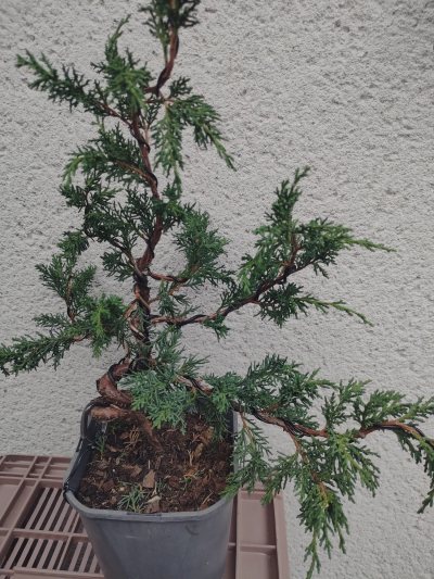 Genévrier "Sargentii" Maulévrier 26
