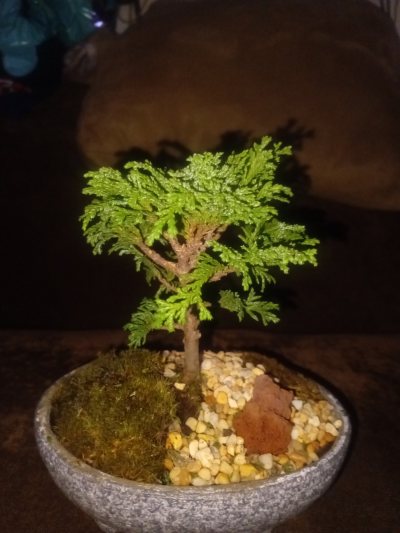 Bonsai de la esperanza y amor