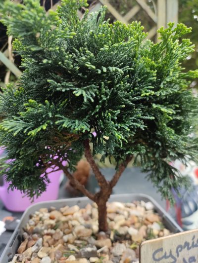 Cyprès du Japon "Nana gracilis"