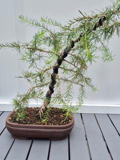 4. Latix decidua
