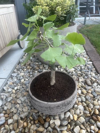 Ginko Italia