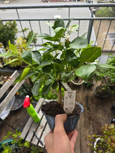 Orangenbaum 001