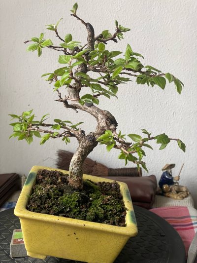 Carpinus laxiflora
