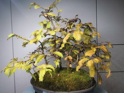 Metasequoia foret