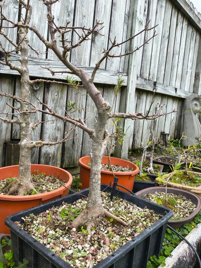 Trident Maple 007