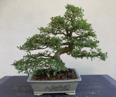 Orme de Chine