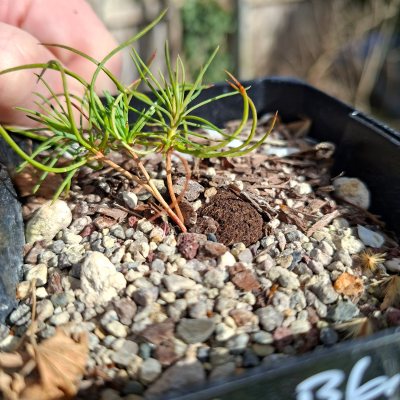 Japanese Black Pine 7
