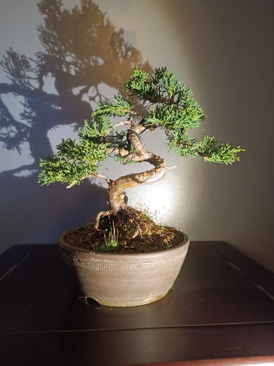Juniperus chinensis Itoigawa 086