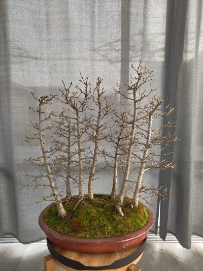 Lärchen Wald