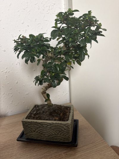 Ambrosio