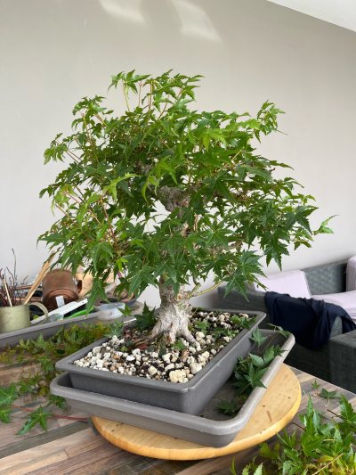Acero palmatum