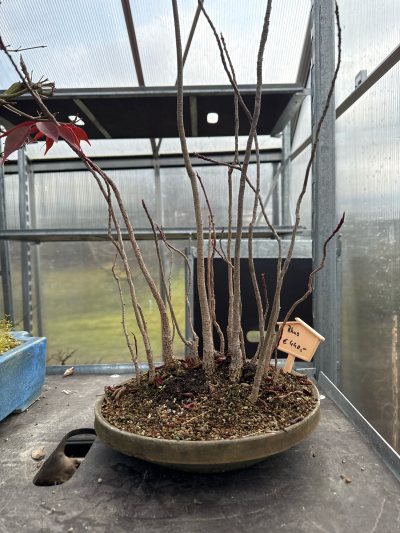 Essigbaum